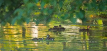 Hausgeflügel Werke - Enten im Frühjahr Teich